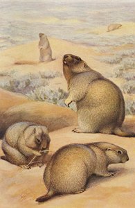 Marmottes vers 1900 - Alfred Brehm